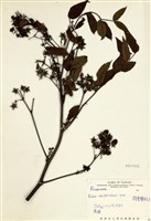 藏品(榿葉懸鉤子)的圖片